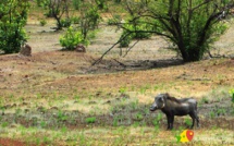 Parc de Niokolo Koba de Tambacounda : Le Maroc au chevet d’un patrimoine mondial en péril