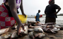 Cherté de la vie au Sénégal : Greenpeace veut l’application des conclusions sur la pêche