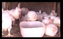 Vidéo: Pénurie de poulets à quelques jours de la Korité