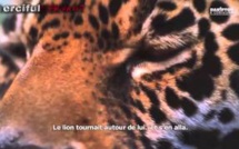 Islam : Le lion et le serviteur d'Allah