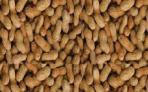 Campagne de commercialisation arachidière : À Kaffrine, «  Aar sunu mommel » refuse de vendre ses produits à 275 FCfa le kilo