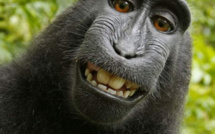 Ce selfie d'un singe entraîne une bataille juridique inédite