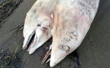 L'étrange découverte d'un dauphin à deux têtes sur une plage turque