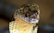 Vidéo - Une tête de cobra décapité tue un cuisinier