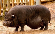 L'islam interdit la viande de porc car le cochon est saleté, grand cannibale et porteur de parasites mortels