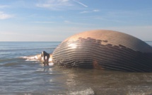 Pourquoi les baleines mortes sont-elles si dangereuses ? Les risques encourus par les populations...