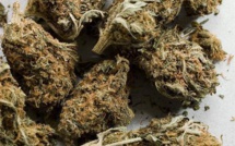 Sédhiou : Un étudiant arrêté avec 6 kilos de yamba