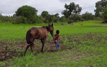 Promotion de l’agroécologie au Sénégal: Les mille et une difficultés pour faire du secteur un pilier du tissu économique