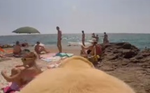 Dog GoPro Experience