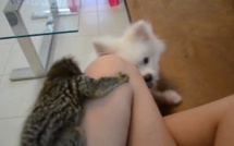 Course poursuite entre un ouistiti à oreilles blanches et un chien