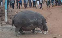 Thilogne : L’autre version sur la mort de l'hippopotame tueur d'un vieillard