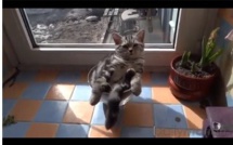 Vidéo: Un drôle de Chat Regardez!