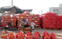 Production d’oignons : Une hausse de 7 000 tonnes attendue à Dagana
