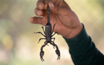 France : Un scorpion pique un passager sur un vol en provenance du Sénégal