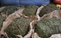 Thiaroye: Un dealer à bord de sa moto, arrêté avec 8 kg de yamba