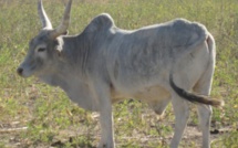 Tamkharit : des centaines de bœufs octroyés à des mosquées sénégalaises