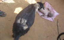 Nigeria : Une chèvre donne naissance à un "humain"  