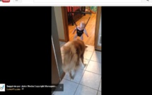 Ce bébé n’arrivait pas à sauter, du coup, un chien a décidé de lui montrer comment faire !