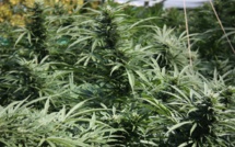 Saisie de 147 kg de chanvre indien à Kaolack : La BRS alpague les deux cultivateurs qui ravitaillaient la zone