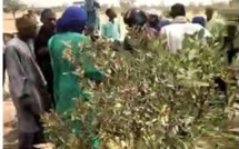 Litige foncier à Thiénaba : Bataille rangée entre exploitants agricoles et un promoteur privé