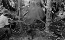 Voilà pourquoi vous ne devez plus JAMAIS monter à dos d'éléphant. Ce qu'ils leur font est complètement ignoble !