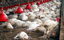 Grippe aviaire : Le ministère de l'Elevage bénéficie de 70 millions FCfa pour l'achat de matériels sanitaires
