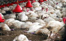 Grippe aviaire dans les Niayes : L’épidémie persiste