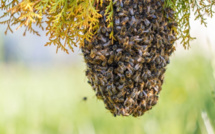 Kaymor / Kaolack : Un homme tué par des abeilles