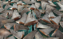 Coups de filet de la Douane : Saisie de 1,600 tonne d'ailerons de requin à Kébémer et de faux médicaments 