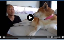 Un chien dressé pour ne pas aimer son maître