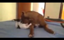 Vidéo: Un chien bien patient