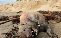 Une étrange créature découverte sur une plage de Santa Barbara