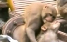 VIDEO. Un singe électrocuté sauvé par un autre singe dans une gare