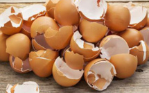 Les vertus magiques des coquilles d’œufs