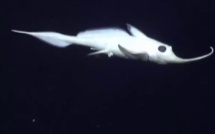 Vidéo - Un "poisson-fantôme" filmé à 8.145 mètres de profondeur