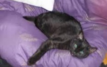 Trop marrant ce chat qui ne se reconnait pas