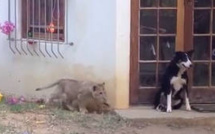 Méfiez vous des chiens mdr