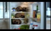 Vidéo: Famille nombreuse quelle organisation