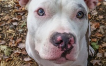 "J'ai laissé un pit bull près de mon bébé, et voilà ce qui est arrivé !" Vous allez être très surpris...