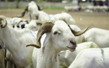 Moutons Tabaski 2023 : Les « gorgorlou » très inquiets face aux prix affichés