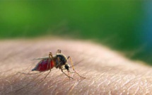 Eradication du paludisme : Le monde en quête du vaccin, à partir de Dakar