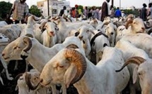 Marchés de bétail de la région de Thiès : Visite du Premier ministre, Ministre de l’Elevage et des Productions animales, Amadou Bâ