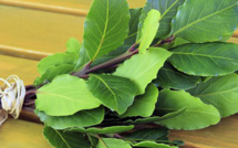 Le laurier, un calmant naturel