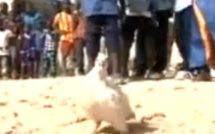 Un coq pas du tout comme les autres 