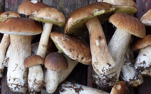 Les vertus cachées des champignons