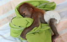 Il faut sauver Rieke, l'orang-outan né le 21 janvier au zoo de Berlin