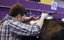 Salon de l'agriculture : coiffeur pour vaches au pied du ring