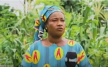 Maraîchage à Tambacounda : Les femmes, engagées dans la culture maraîchère, demandent ardemment des financements 