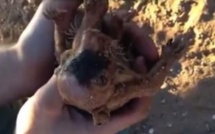 Deux Australiens donnent la vie à un bébé wombat