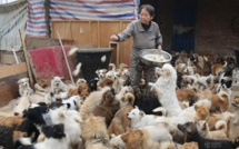 CHINE : elle nourrit 1300 chiens chaque matin
